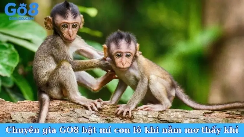 Chuyên gia GO8 bật mí con lô khi nằm mơ thấy khỉ