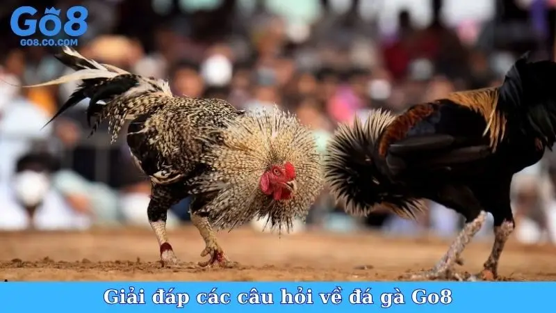 Giải đáp các câu hỏi về đá gà Go8