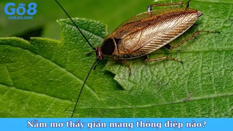 Nằm mơ thấy gián mang thông điệp nào?
