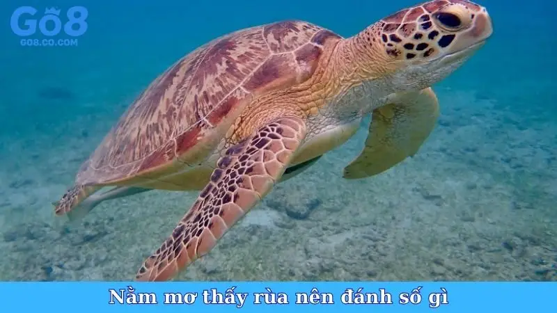 Nằm mơ thấy rùa nên đánh số gì