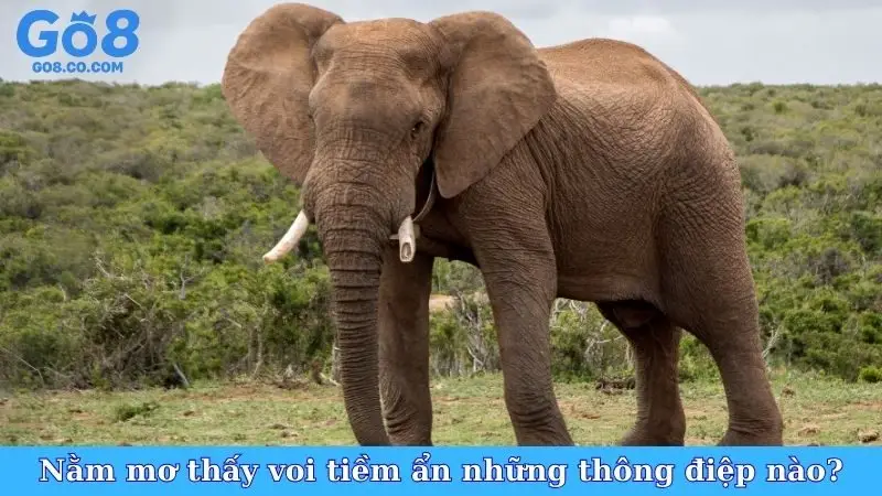 Nằm mơ thấy voi tiềm ẩn những thông điệp nào?